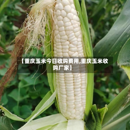 【重庆玉米今日收购费用,重庆玉米收购厂家】