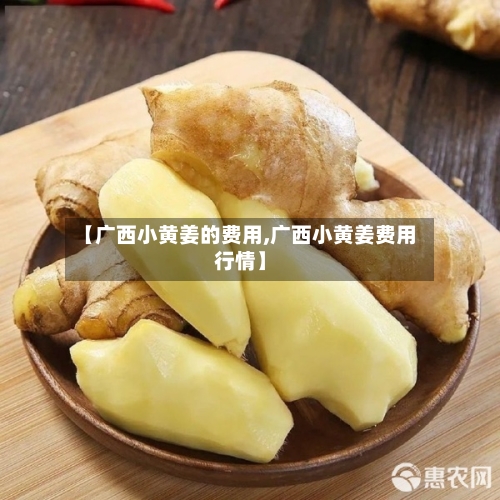 【广西小黄姜的费用,广西小黄姜费用行情】
