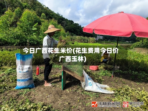 今日广西花生米价(花生费用今日价广西玉林)-第3张图片