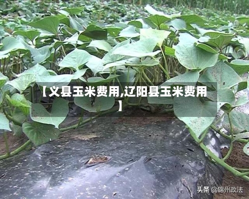 【义县玉米费用,辽阳县玉米费用】-第2张图片